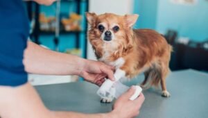 pet insurance for dog with pre existing condition